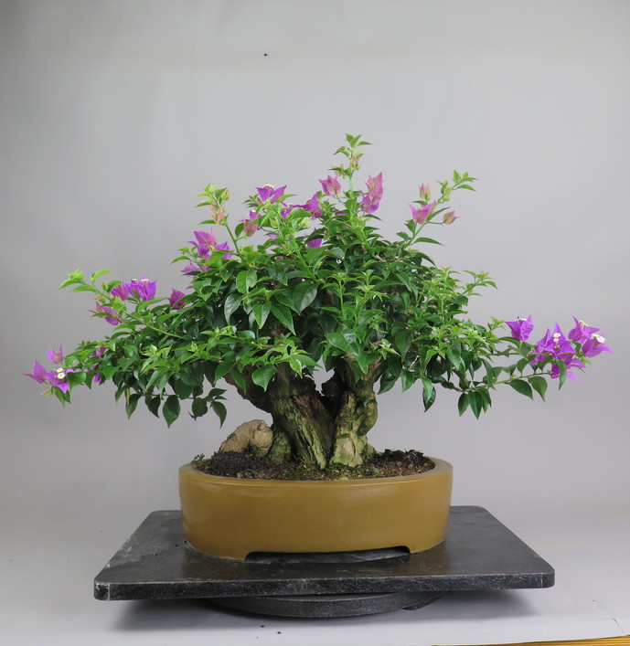 Bonsai de Bouganvillea