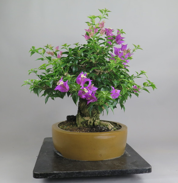 Bonsai de Bouganvillea