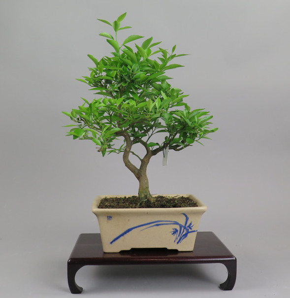 Bonsai de mandarino