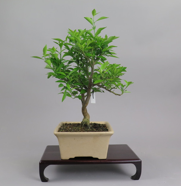 Bonsai de mandarino