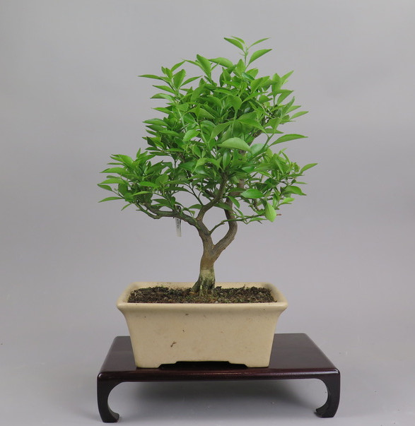 Bonsai de mandarino