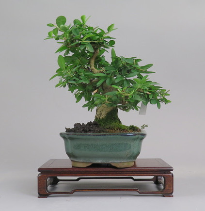 Bonsai de Ligustrum