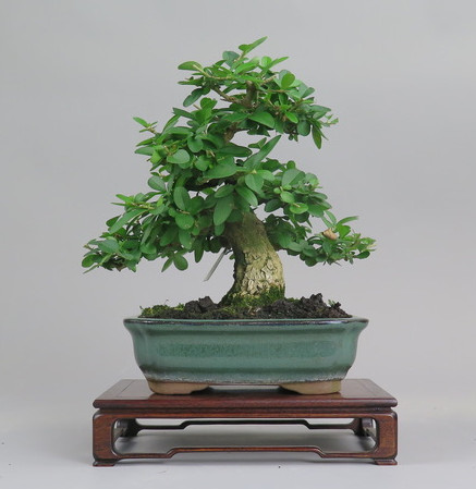 Bonsai de Ligustrum