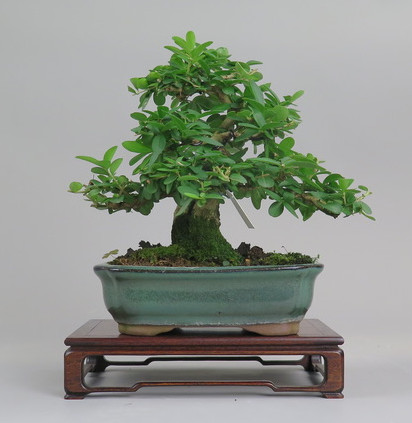 Bonsai de Ligustrum