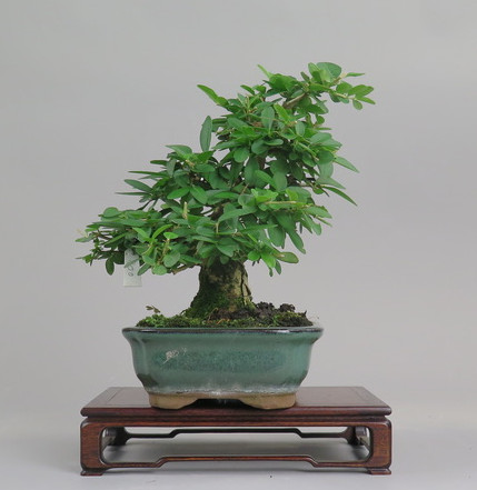 Bonsai de Ligustrum