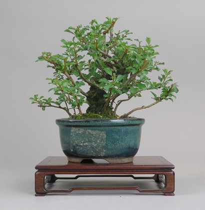 Bonsai de Chaenomeles