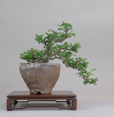 Bonsai de Chaenomeles