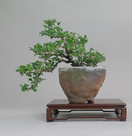 Bonsai de Chaenomeles