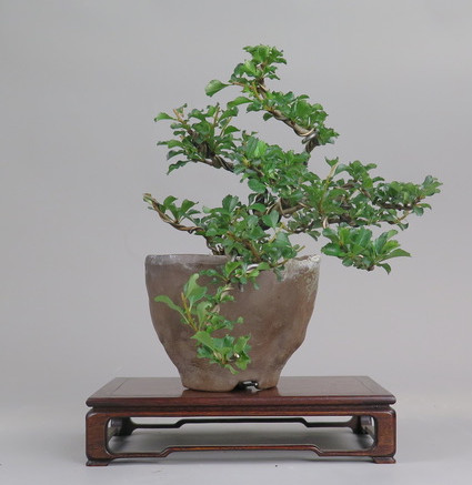 Bonsai de Chaenomeles