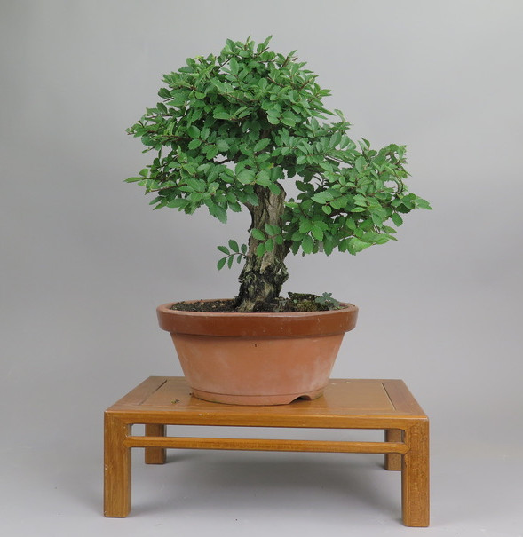 Bonsai de Celkova Nire