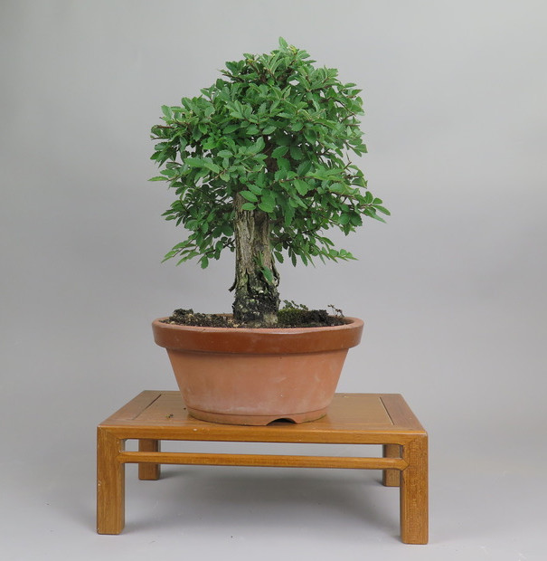 Bonsai de Celkova Nire