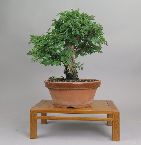 Bonsai de Celkova Nire