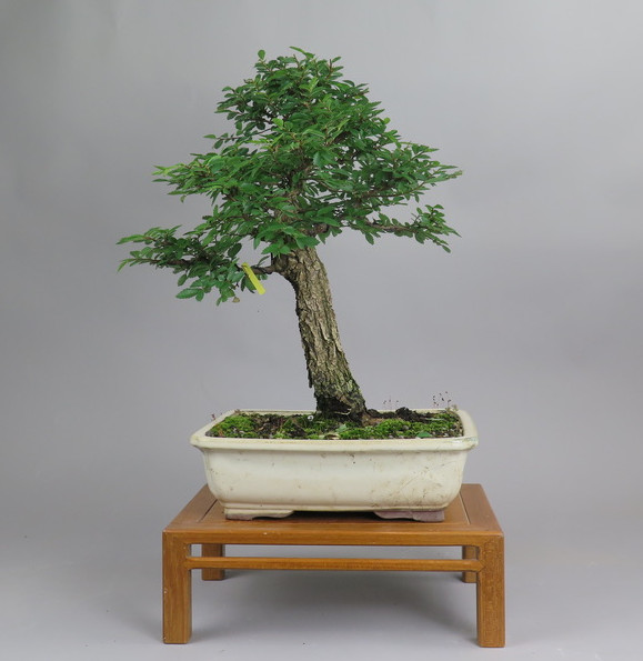 Bonsai de Celkova Nire