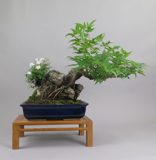 Bonsai de Acer palmatum