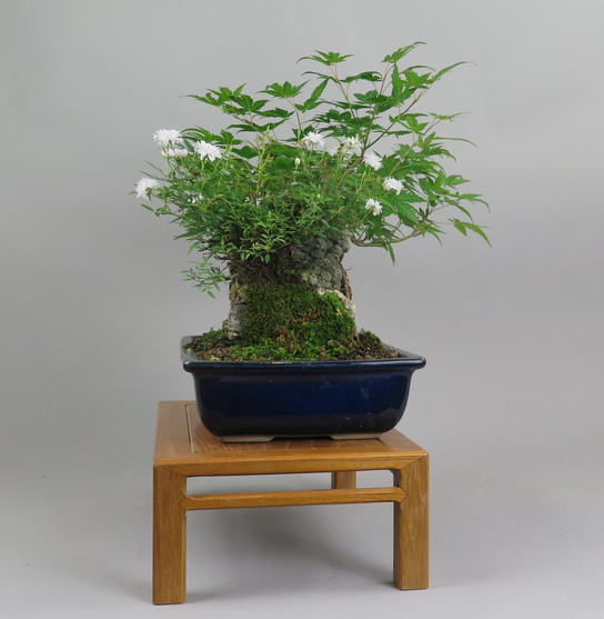 Bonsai de Acer palmatum