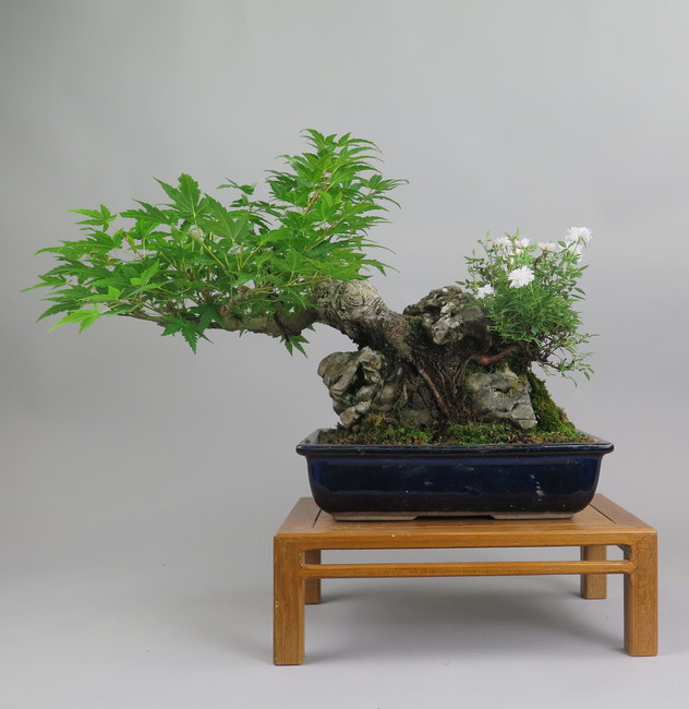 Bonsai de Acer palmatum