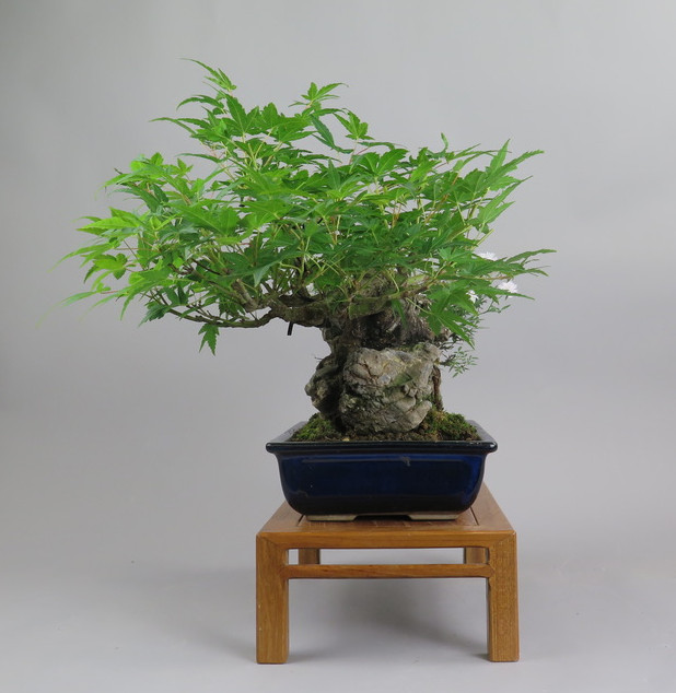Bonsai de Acer palmatum