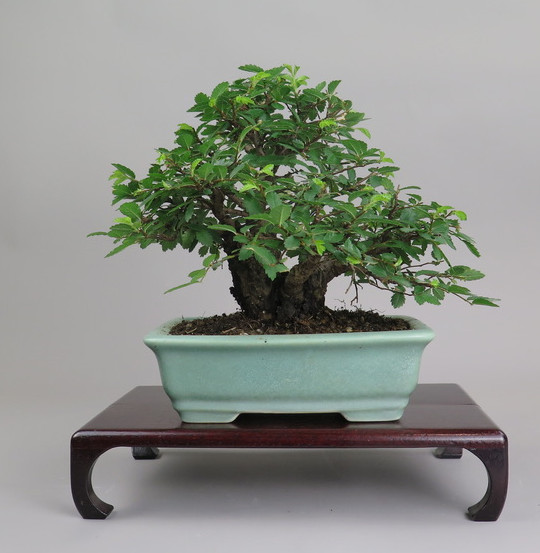 Bonsai de Celkova Nire