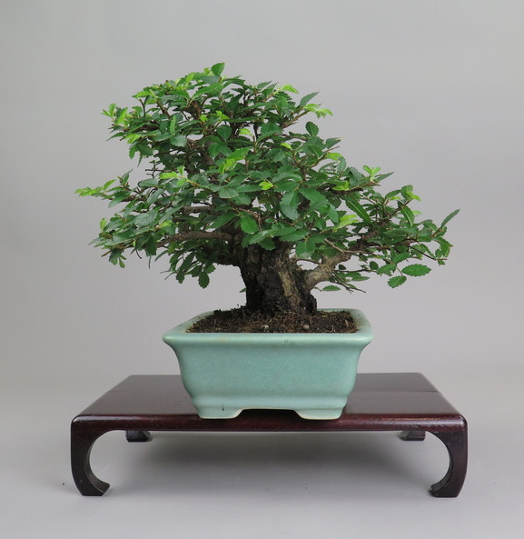 Bonsai de Celkova Nire