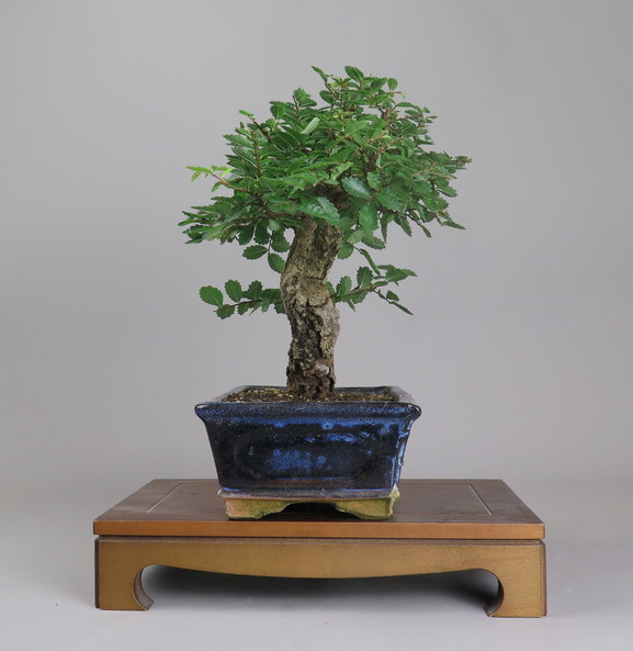 Bonsai de Celkova Nire