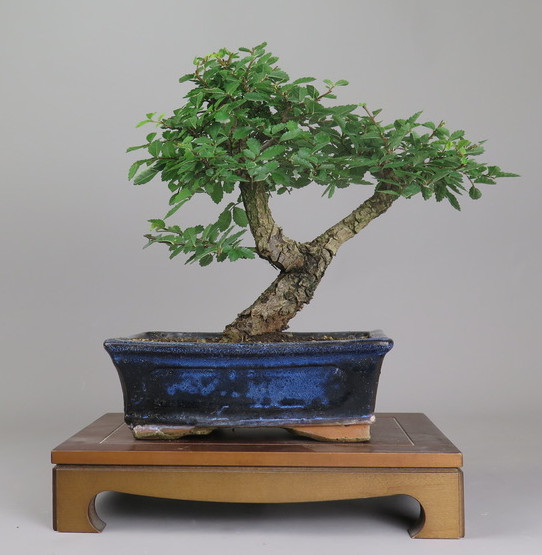 Bonsai de Celkova Nire