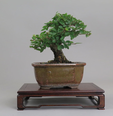 Bonsai de Celkova Nire