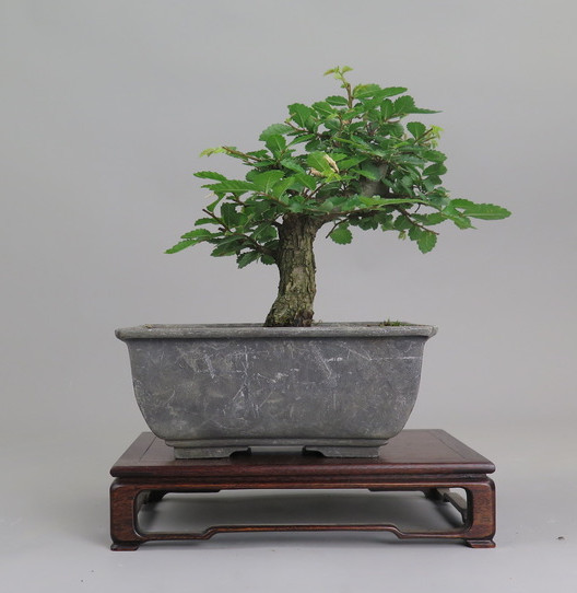 Bonsai de Celkova Nire
