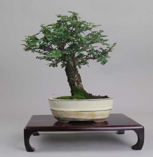 Bonsai de Celkova Nire