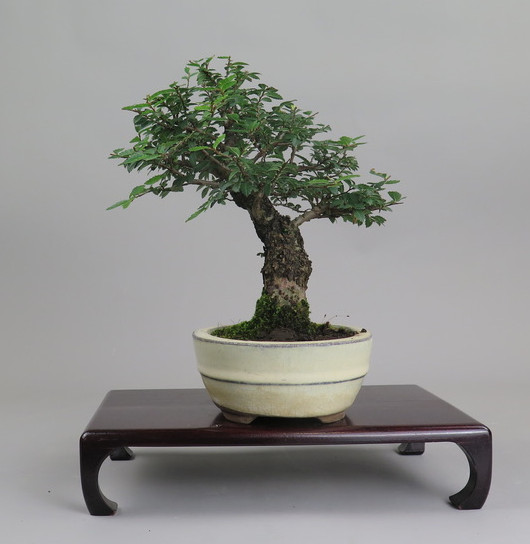 Bonsai de Celkova Nire