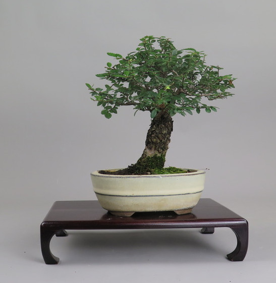 Bonsai de Celkova Nire