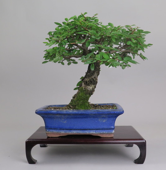 Bonsai de Celkova Nire