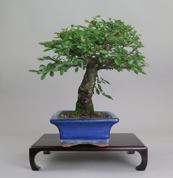 Bonsai de Celkova Nire