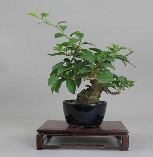Bonsai de Bouganvillea