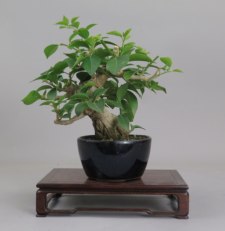 Bonsai de Bouganvillea