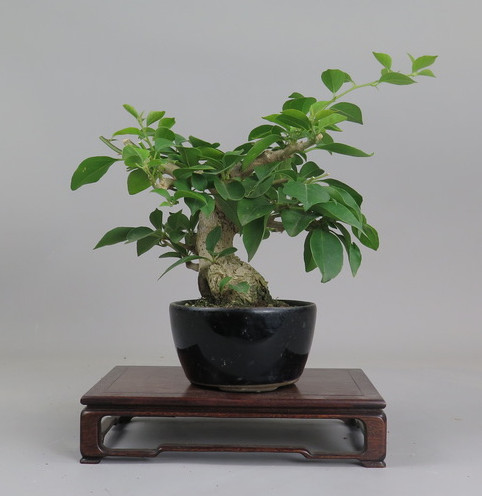 Bonsai de Bouganvillea