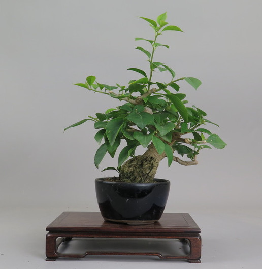 Bonsai de Bouganvillea0
