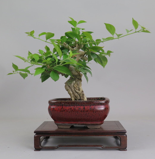 Bonsai de Bouganvillea