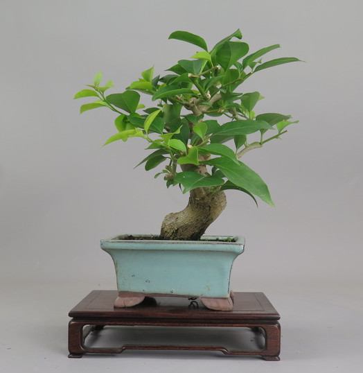 Bonsai de Bouganvillea