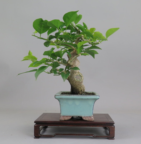 Bonsai de Bouganvillea