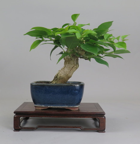 Bonsai de Bouganvillea