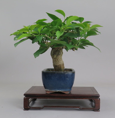 Bonsai de Bouganvillea