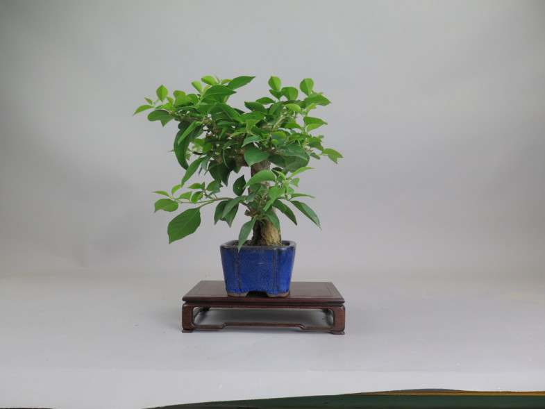 Bonsai de Bouganvillea