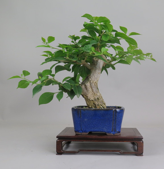 Bonsai de Bouganvillea