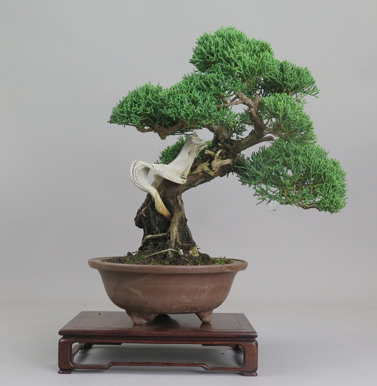 Bonsai de Juniperus chinensis