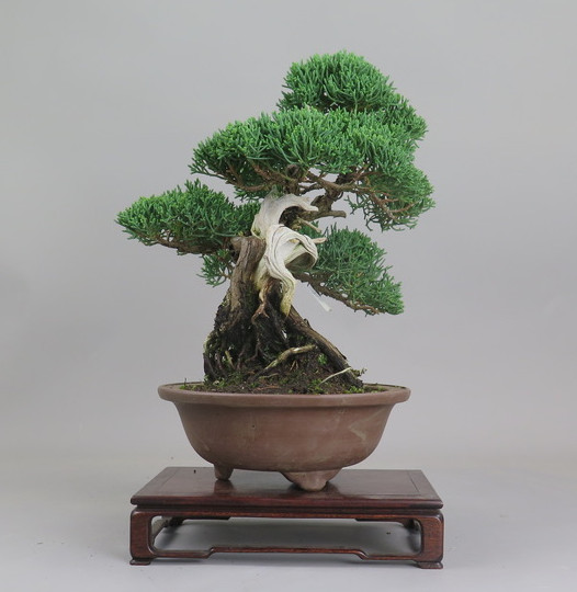 Bonsai de Juniperus chinensis