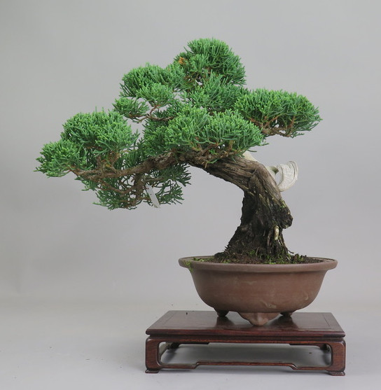 Bonsai de Juniperus chinensis