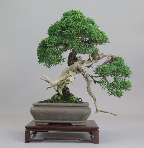 Bonsai de Juniperus chinensis