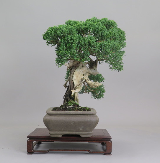 Bonsai de Juniperus chinensis