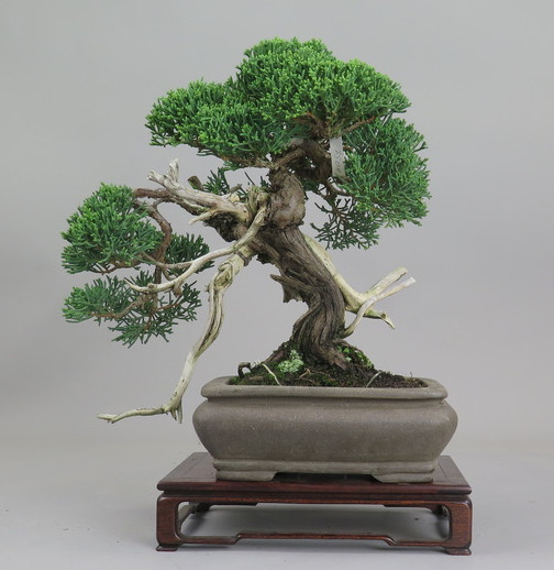 Bonsai de Juniperus chinensis