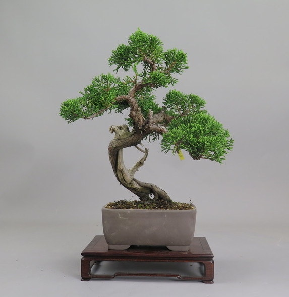 Bonsai de Juniperus chinensis